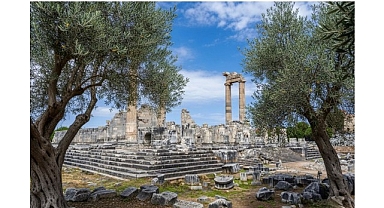 26 Kasım Dünya Zeytin Ağacı Günü’nde Didim Belediyesi’nden Anlamlı Mesaj
